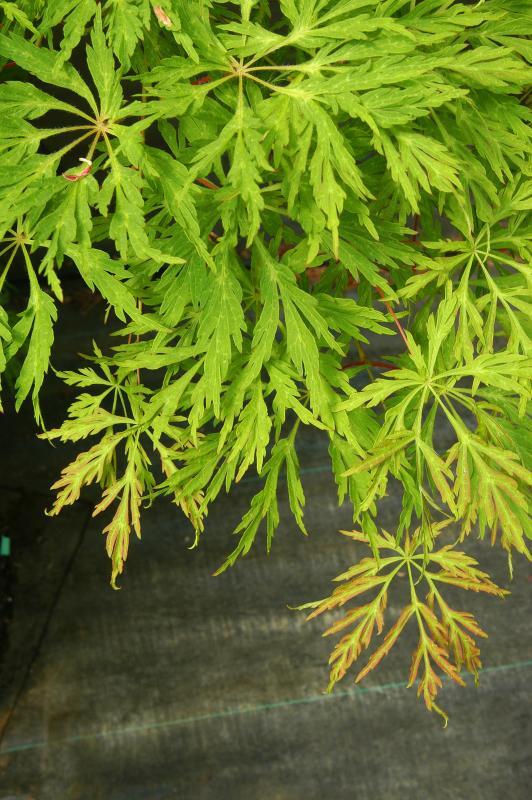 Acer japonicum 'Green Cascade'