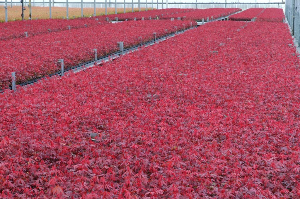 Acer palmatum var. atropurpureum