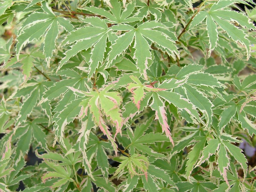 Acer palmatum 'Butterfly'