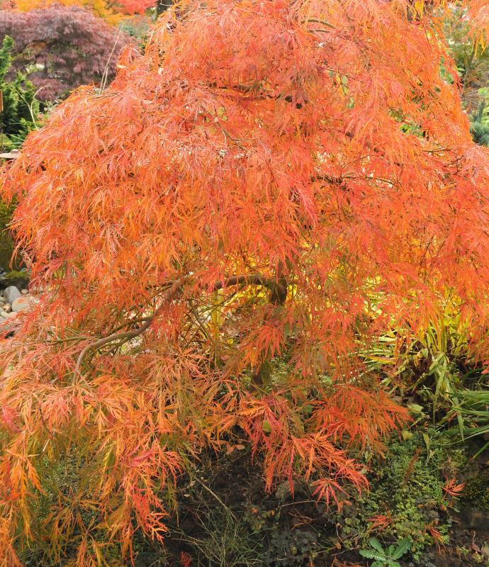 Acer palmatum var. dissectum