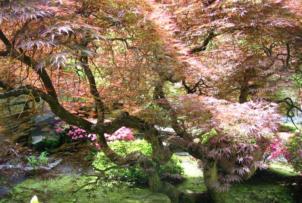 Acer palmatum var. dissectum 'Inaba shidare'