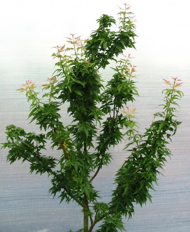 Acer palmatum 'Goshiki Kotohime'