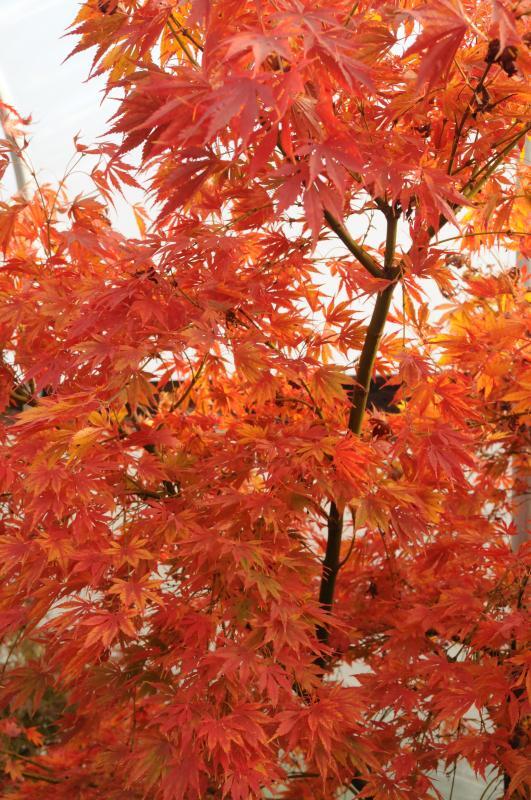 Acer palmatum 'Omurayama'