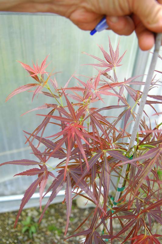 Acer palmatum 'Red Pygmy'