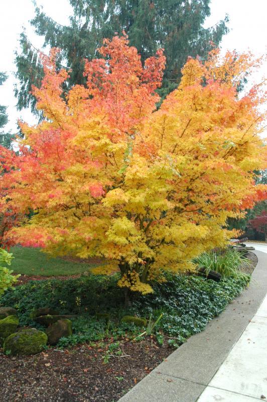 Acer palmatum 'Sango-kaku'