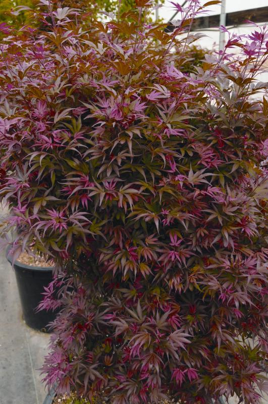 Acer palmatum 'Shaina'