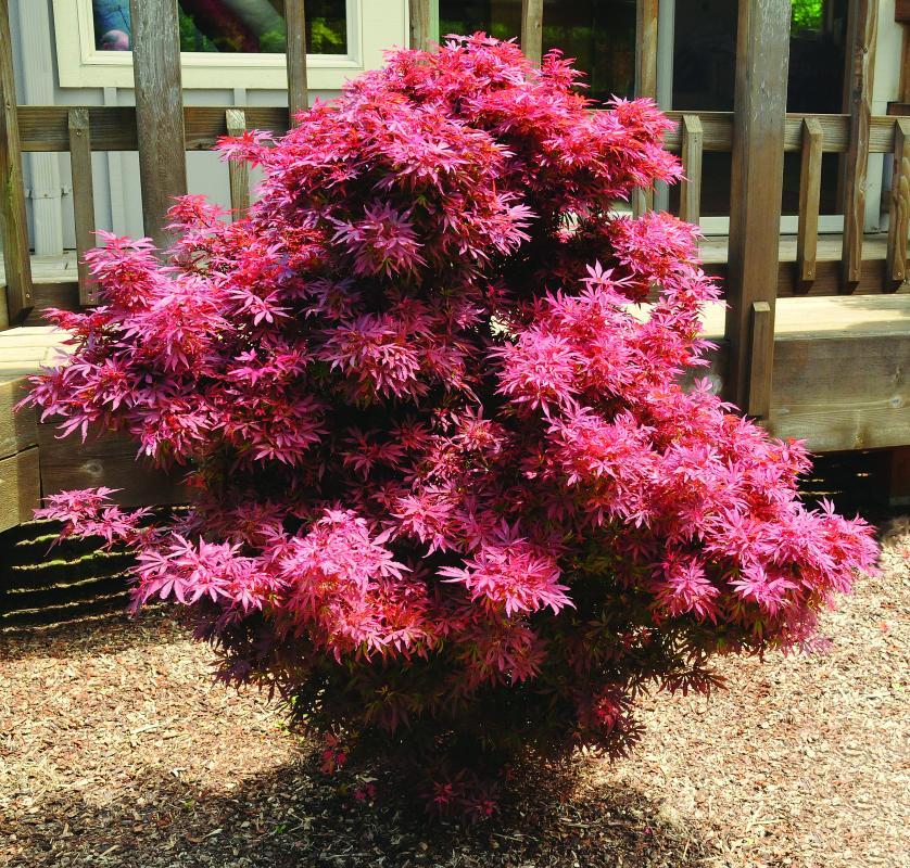Acer palmatum 'Shaina'