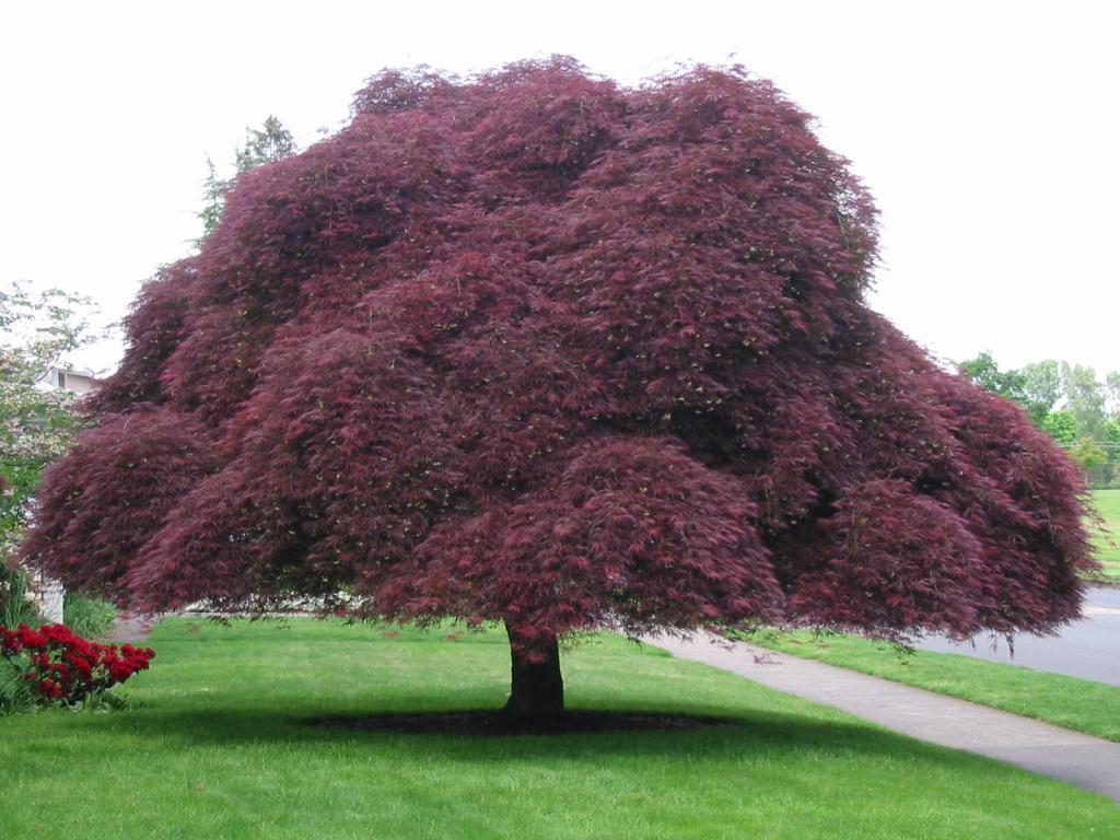 Acer palmatum var. dissectum 'Tamukeyama'