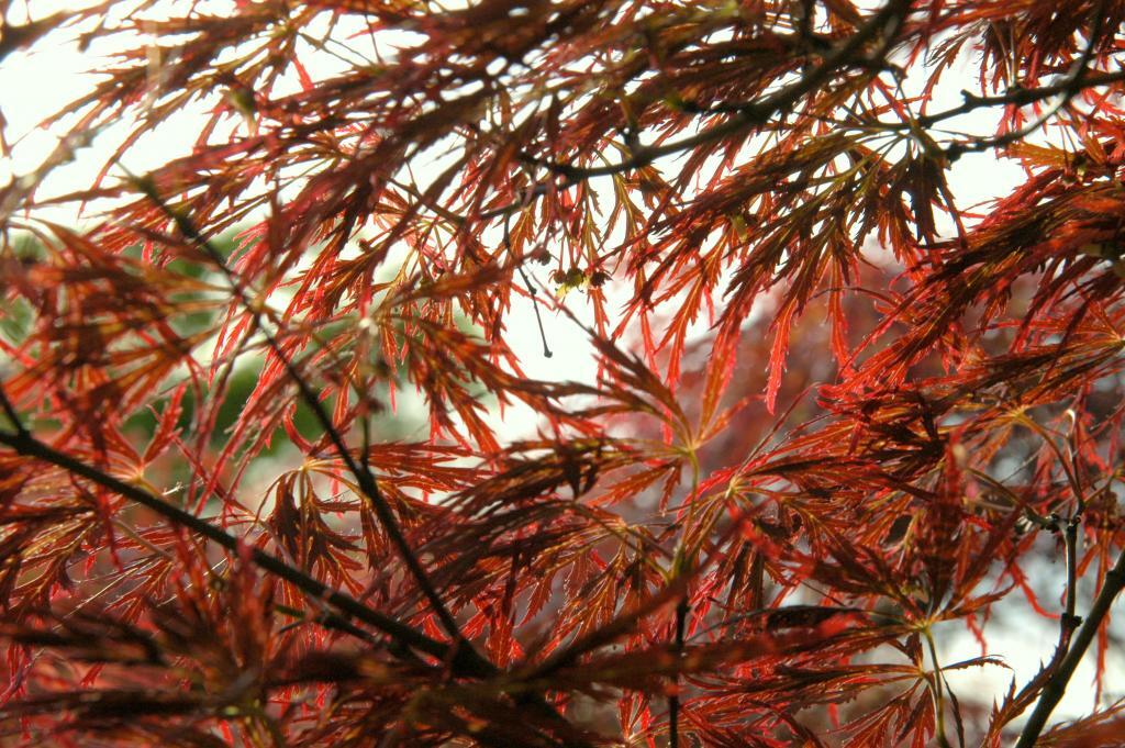 Acer palmatum var. dissectum 'Tamukeyama'