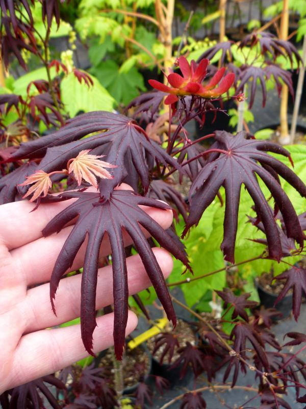 Acer palmatum 'Trompenburg'