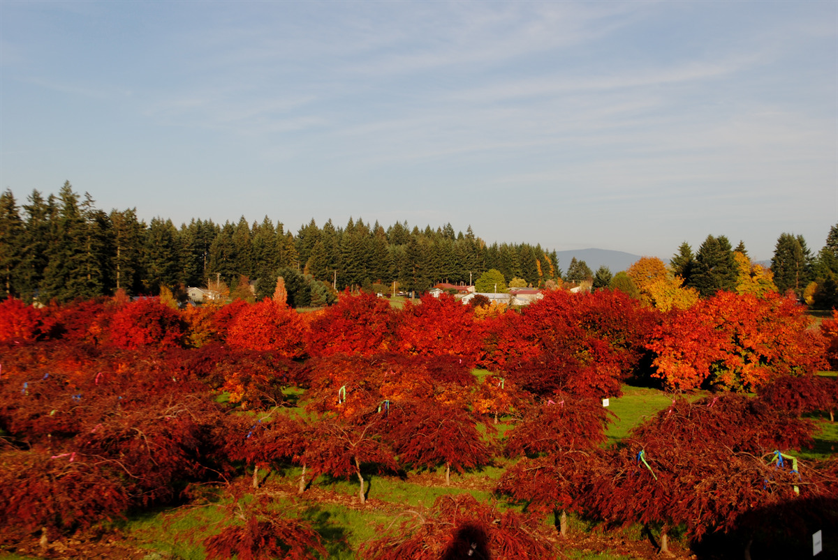 Acer palmatum Assorted Cultivars