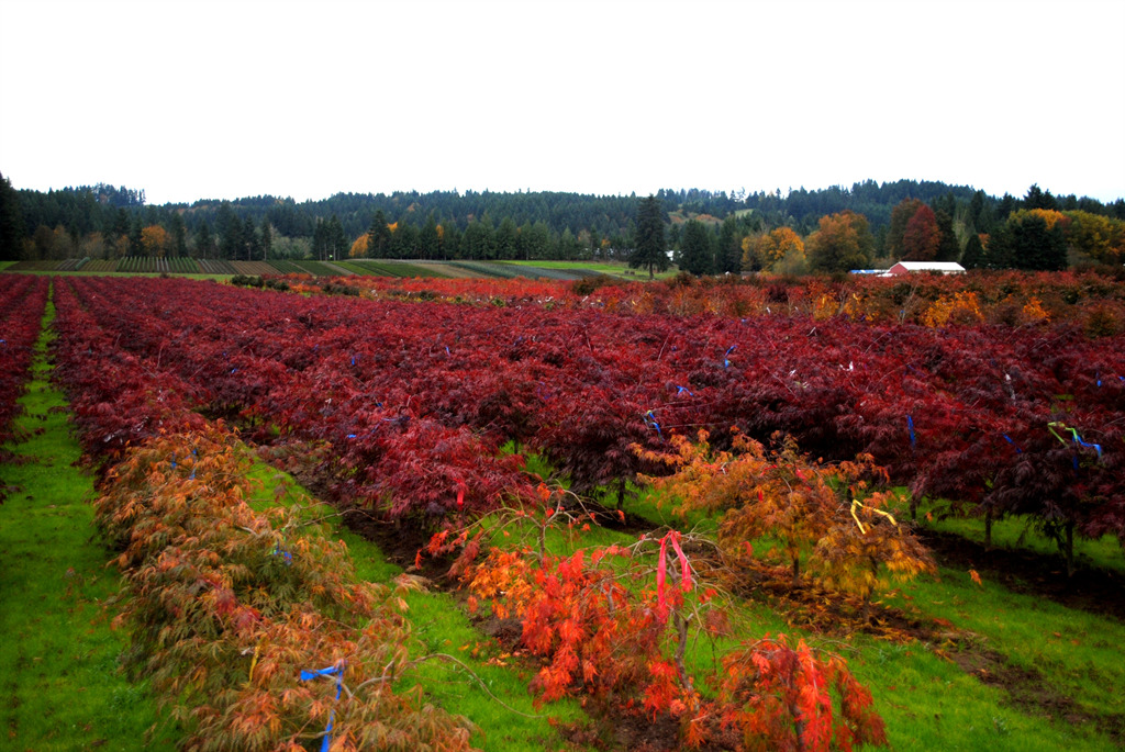 Acer palmatum Assorted Cultivars