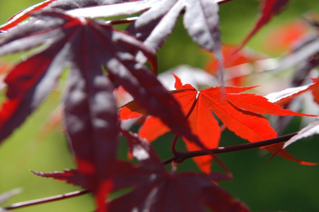 Acer palmatum 'Bloodgood'