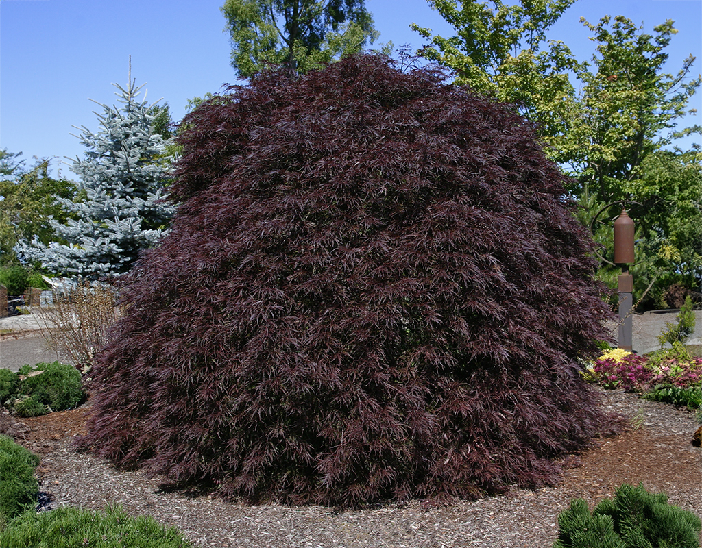 Acer palmatum var. dissectum 'Red Dragon'