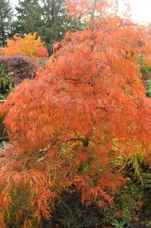 Acer palmatum var. dissectum