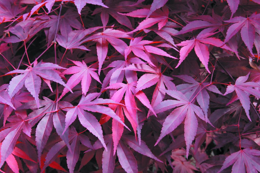 Acer palmatum 'Fireglow'