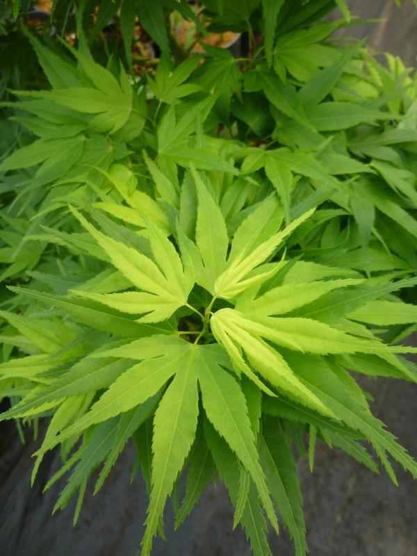 Acer palmatum 'Mikawa-yatsubusa'