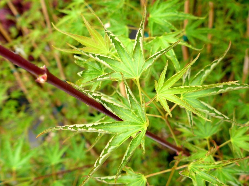 Acer palmatum 'Okushimo'