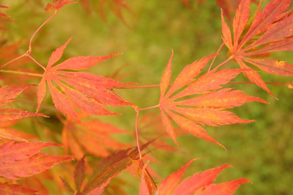 Acer palmatum 'Omurayama'