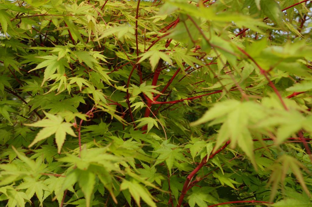 Acer palmatum 'Sango-kaku'
