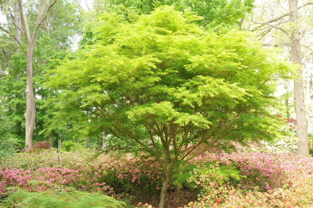 Acer palmatum var. dissectum 'Seiryu'