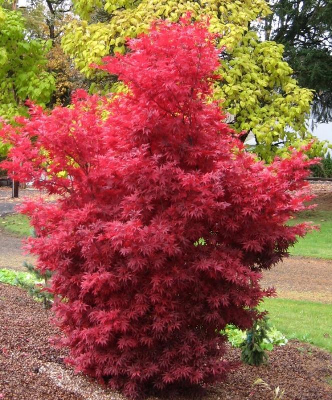 Acer palmatum 'Skeeter's Broom'