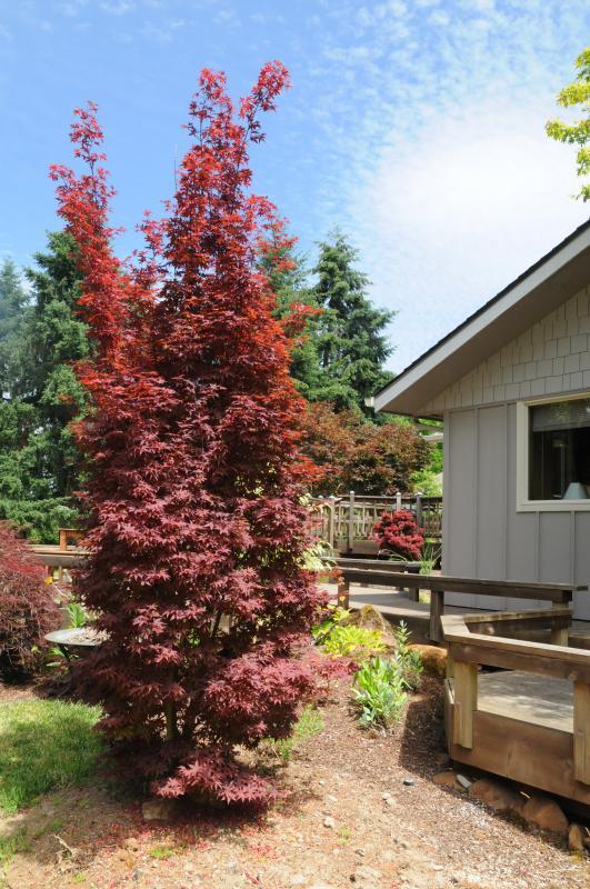Acer palmatum 'Twombly's Red Sentinel'