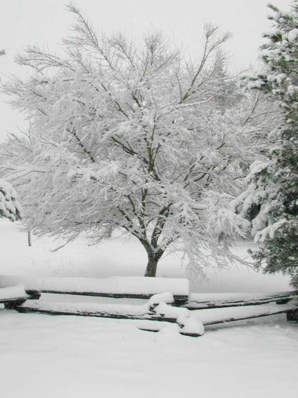 Acer palmatum var. dissectum 'Seiryu'