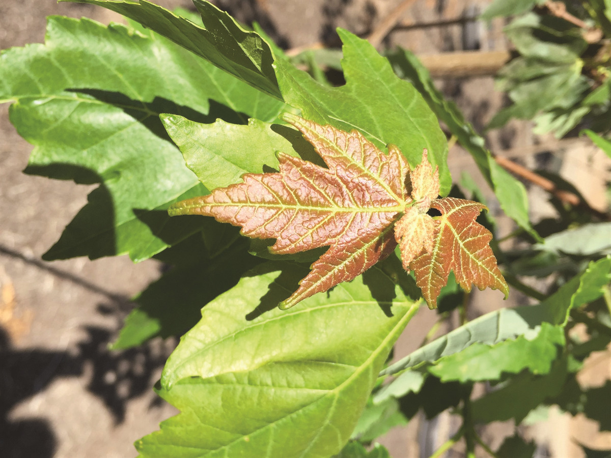 Acer rubrum 'Franksred' (Red Sunset®) Maple