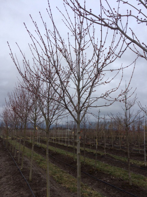 Acer rubrum 'Franksred'