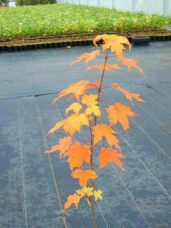 Acer saccharum