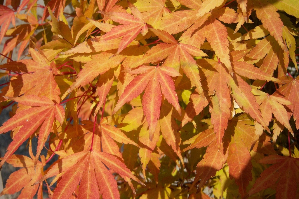 Acer palmatum 'Sango-kaku'