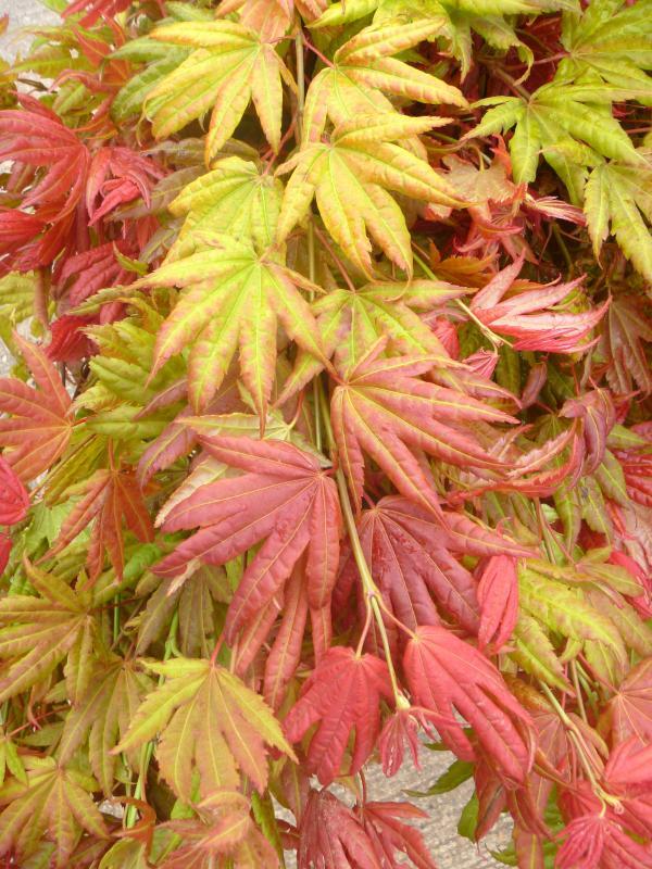 Acer shirasawanum 'Munn 001' PP16718
