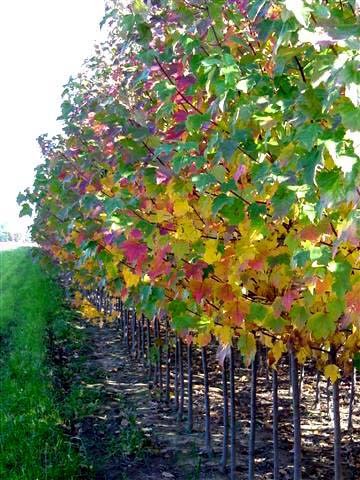 Sienna Glen™ Freeman Maple