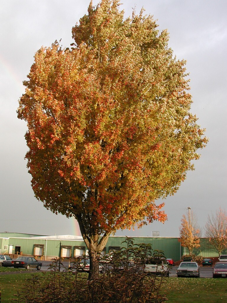 Acer x freemanii 'Armstrong' (see Acer rubrum 'Armstrong)