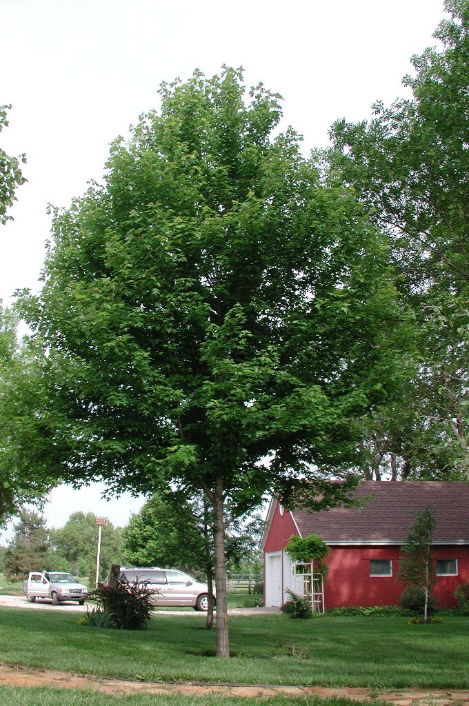 Acer x freemanii 'Jeffersred'