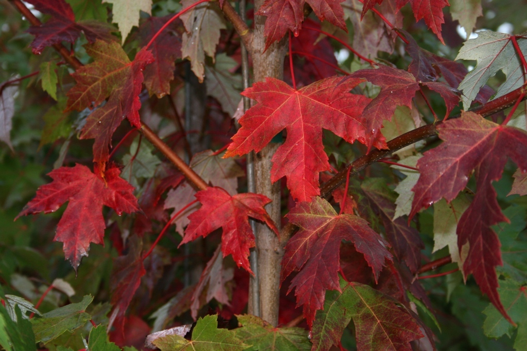 Acer x freemanii 'Jeffersred'