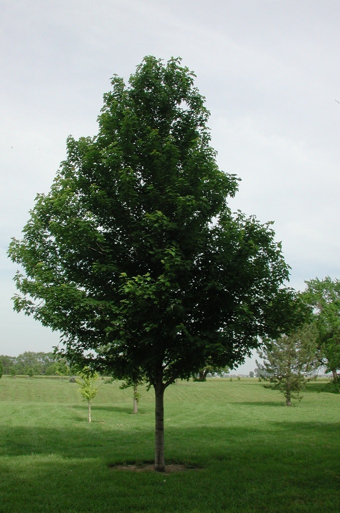 Acer x freemanii 'Celzam'