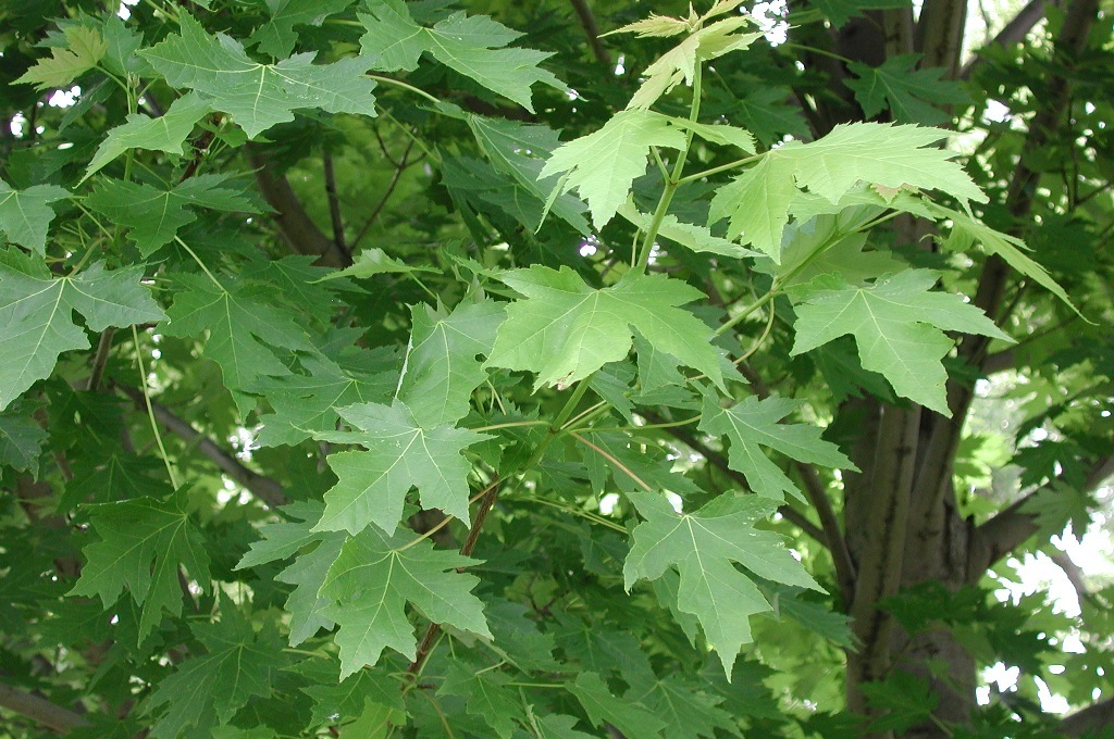 Acer x freemanii 'Celzam'