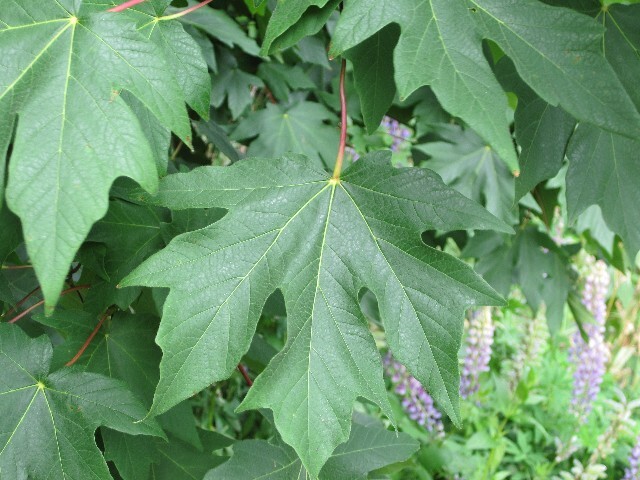 Acer macrophyllum