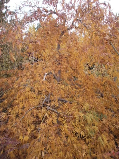 Acer palmatum var. dissectum 'Contorta'
