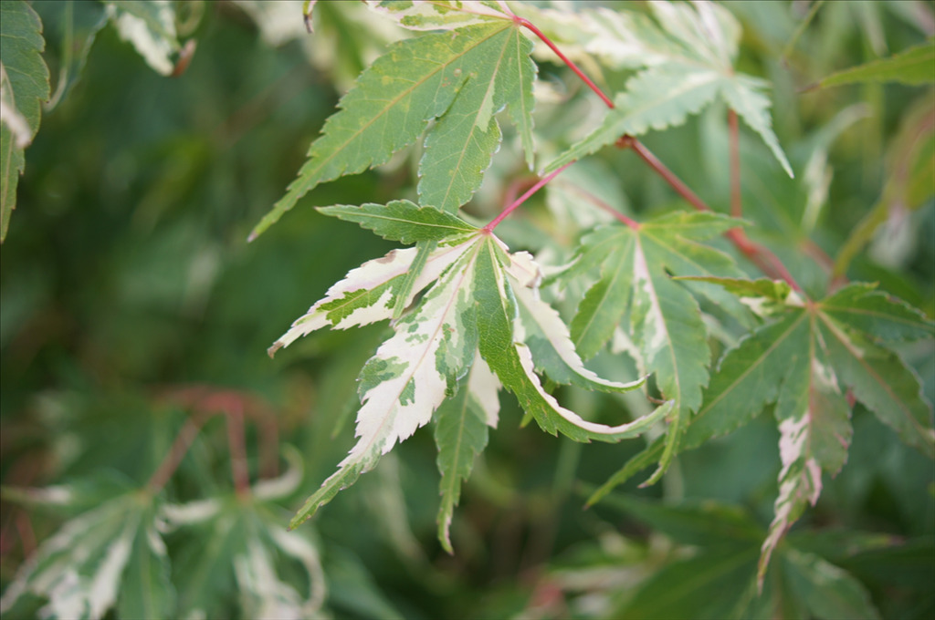 Acer palmatum 'Ashai zuru'