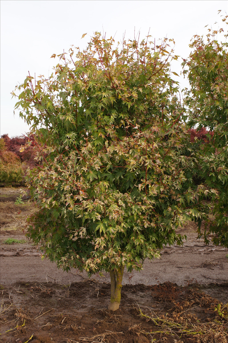 Acer palmatum 'Asahi zuru'