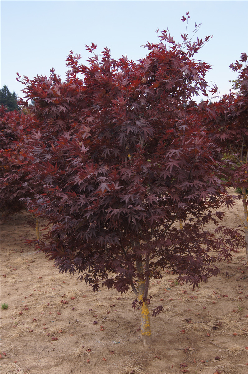 Acer palmatum 'Bloodgood'