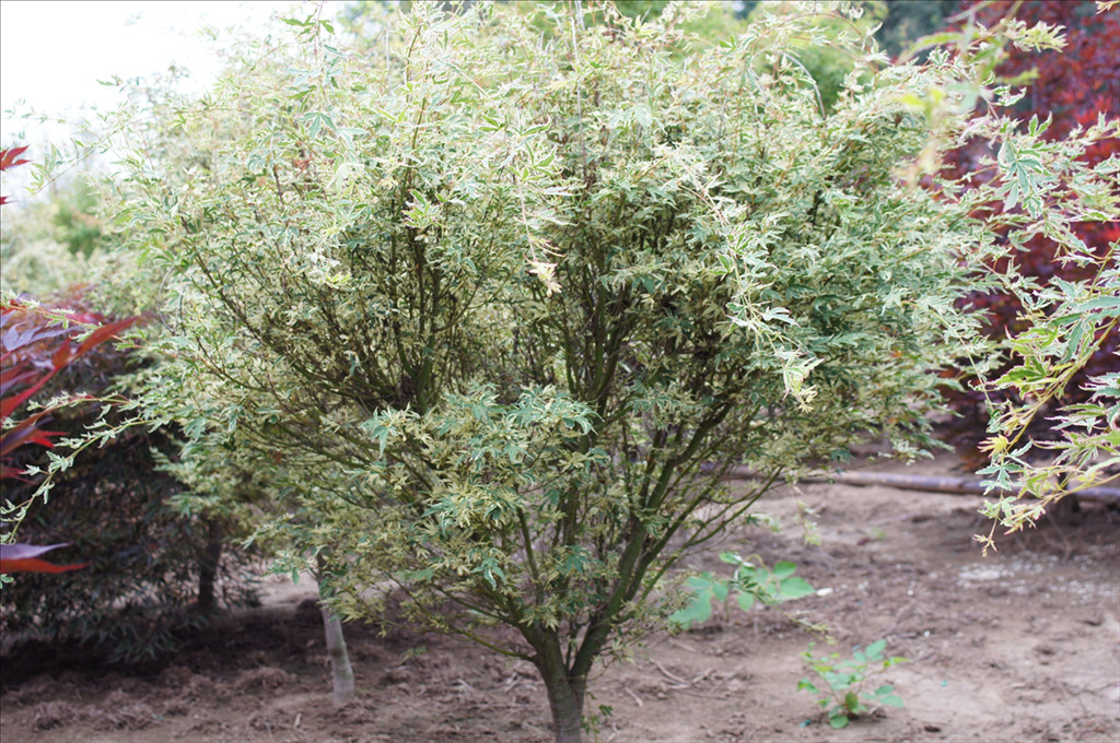 Acer palmatum 'Butterfly'