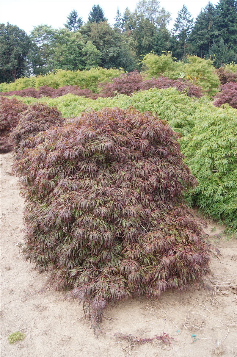 Acer palmatum var. dissectum 'Crimson Queen'