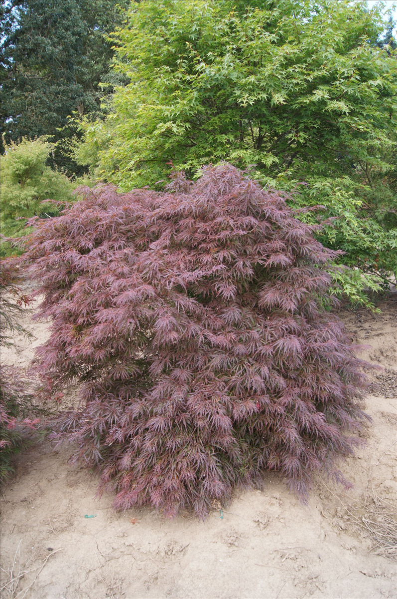 Acer palmatum var. dissectum 'Inaba shidare'
