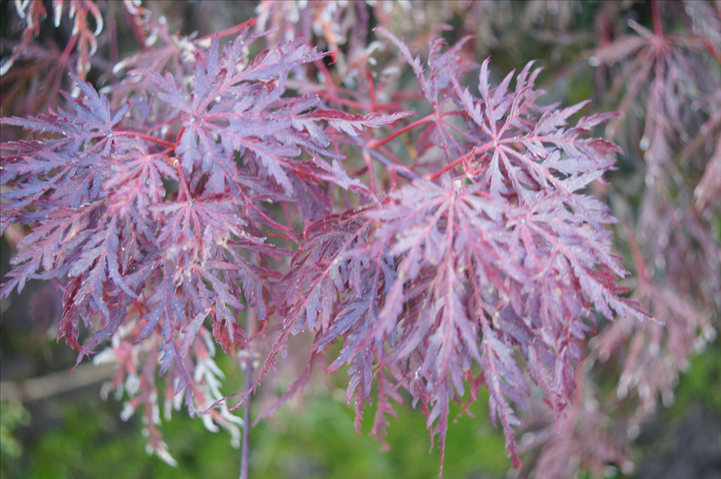 Acer palmatum var. dissectum 'Red Select'