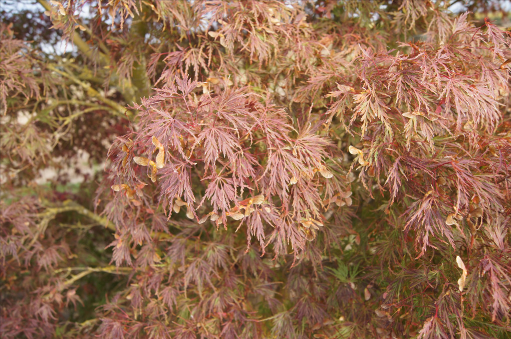 Acer palmatum var. dissectum 'Seiryu'