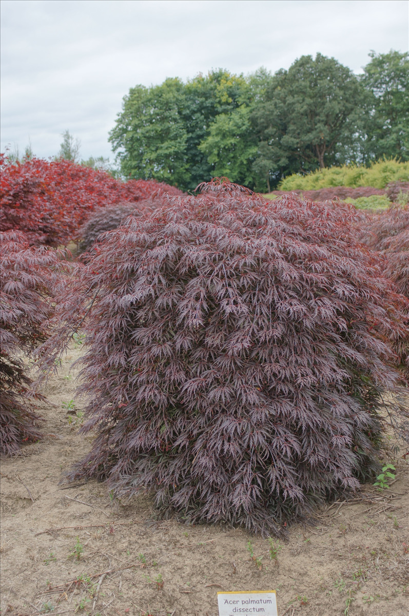 Acer palmatum var. dissectum 'Tamukeyama'